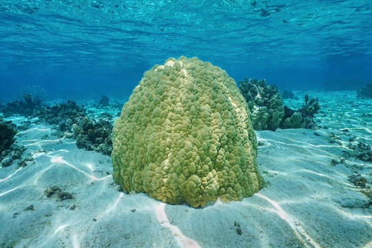 Massive lobe coral Porites lobata French polynesia