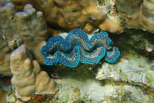 Bivalve mollusk maxima clam Tridacna maxima