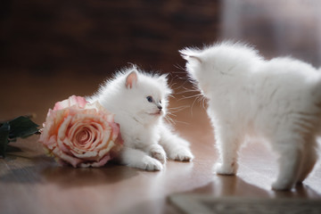  Ragdoll blue point two little kittens