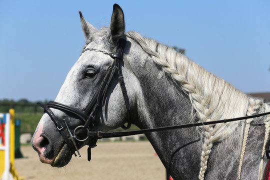 Side view portrait of grey horse with nice braided mane against