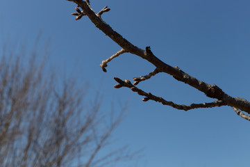 It oozes the coming of spring, bud of Japanese cherry blossoms