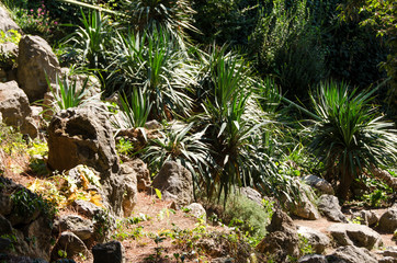 Grass tufts and stones