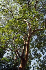 Tree on sky background