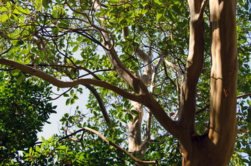 Tree on sky background
