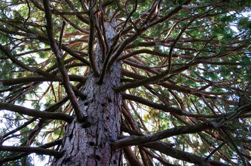 Pine on sky background