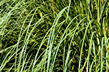 Grass close-up