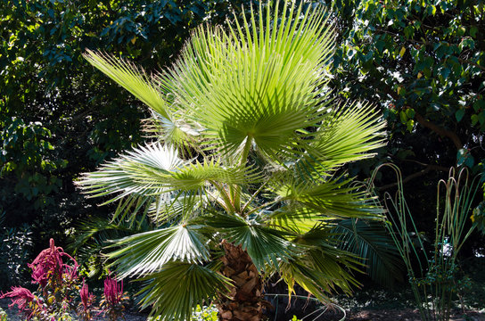 Foliage of palm