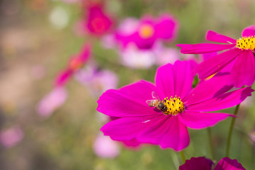 Bee collects pollen from pink flowers perennial asters in the ga