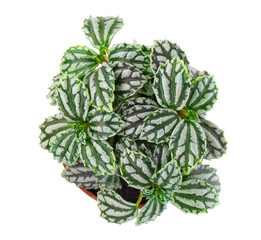 Pilea cadierei (aluminium plant or watermelon pilea) on a white