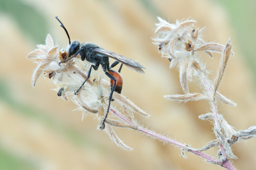 Wasp Palmodes occitanicus
