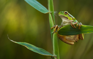Green Tree Frog on a reed leaf (Hyla arborea)