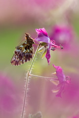 Butterfly (Boloria dia) on flower with a great background