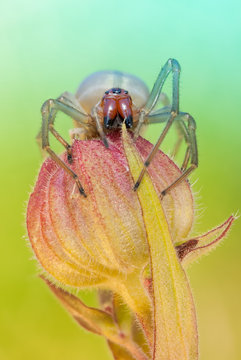 Cheiracanthium punctorium spider in nature