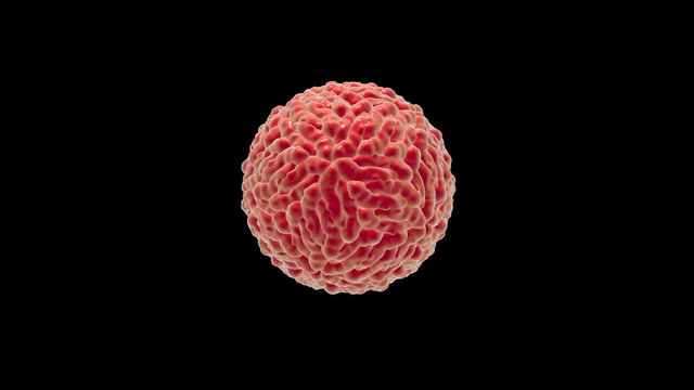 Structure of Zika virus. An animation shows presence of outer envelope with glycoprotein spikes (violet) surrounding protein capsid (red) with RNA. Zika virus causes Zika fever
