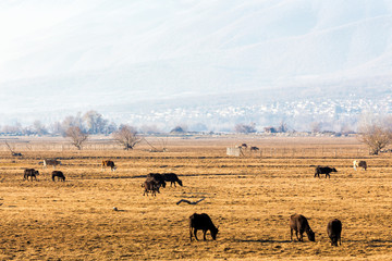 Obraz na płótnie Canvas Buffaloes eating near Kerkini Lake in Greece