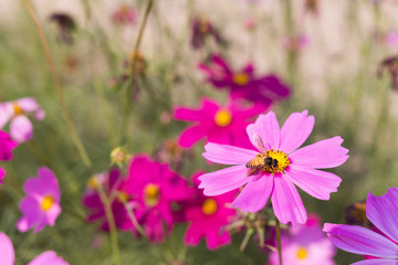 Obraz premium Bee collects pollen from pink flowers perennial asters in the ga