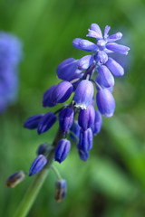 Fototapeta na wymiar beautiful purple flower in the garden