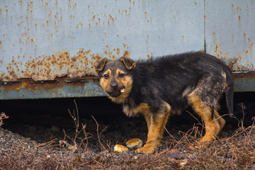 Hungry homeless puppy eagerly eats bread. Pets