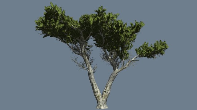 Monterey Cypress Doubled Trunk Bright Green Branchy Crown Hesperocyparis Macrocarpa Coniferous Evergreen Tree is Swaying at The Wind Sunny Daytime