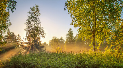 Sunrise.Birch Grove in the morning mist.Spring nature.landscape © MySunnyday