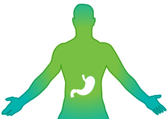 Stomach vector illustration