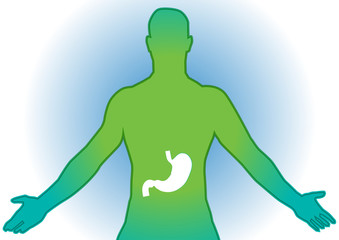 Stomach vector illustration
