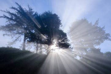 Spirit Tree / Astonishing light peeks through a tree on the coast.