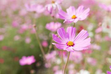 Pink flowers perennial asters on sunshine's day in the garden