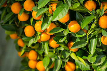 Branch orange tree fruits green leaves