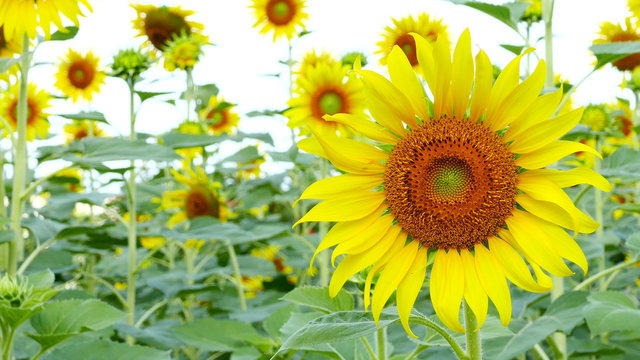 Sunflower field beautiful in nature:Ultra HD 4K High quality footage size (3840x2160)