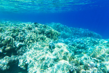 Tranquil underwater