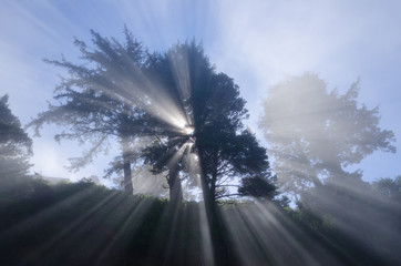 Spirit Tree / Astonishing light peeks through a tree on the coast.