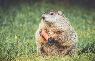 Naklejka na ściany i meble Chubby and cute Groundhog (Marmota Monax) sitting up on grass and dandelion field holding a carrot in vintage garden setting