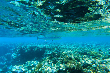 Fototapeta na wymiar Tranquil underwater