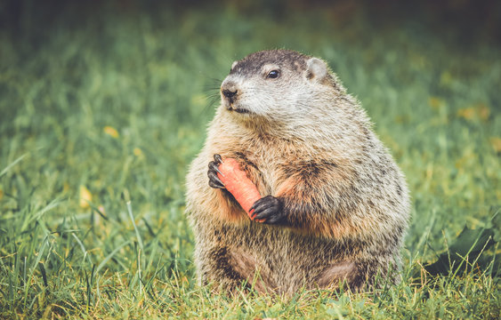 Chubby and cute Groundhog (Marmota Monax) sitting up on grass and dandelion field holding a carrot in vintage garden setting