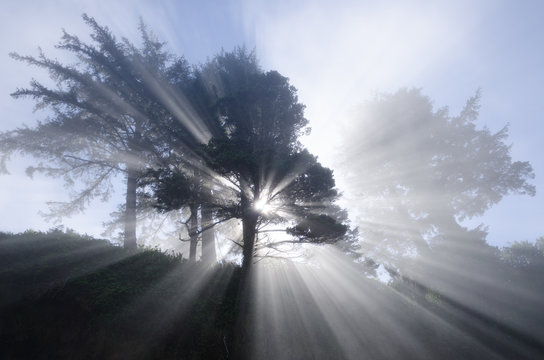 Fototapeta Spirit Tree / Astonishing light peeks through a tree on the coast.