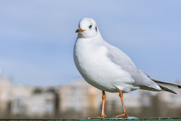 Seagull standing with blurred buildings in the background