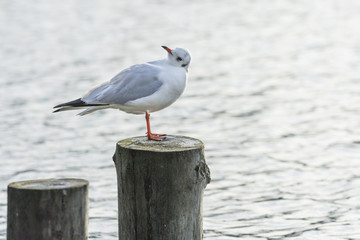 Seagull standin on wooden post