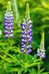 Wild pink purple violet blue lupines growing in summer green field