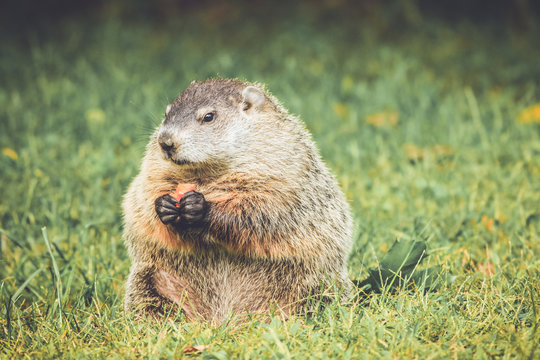 Chubby and cute Groundhog (Marmota Monax) sitting up on grass and dandelion field eating a carrot in vintage garden setting