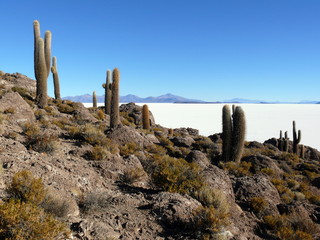 Salar de Uyuni (salt flat), Bolivia. A view from the Isla Incahuasi with great cacti.