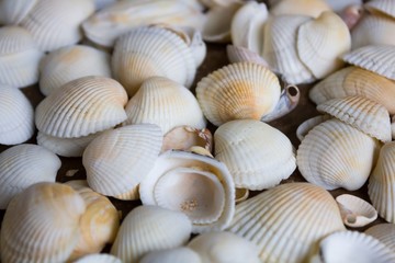 Marine small white seashells