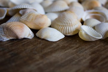 Marine small white seashells