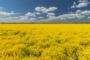 Yellow rape field