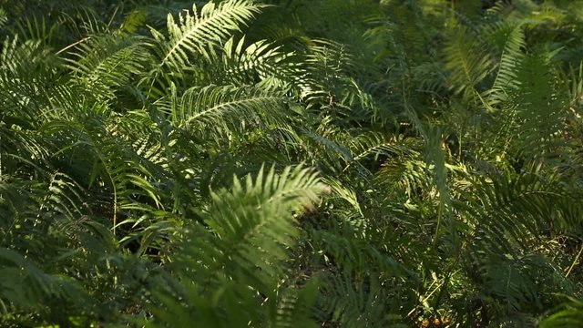 Fern blowing in the forest