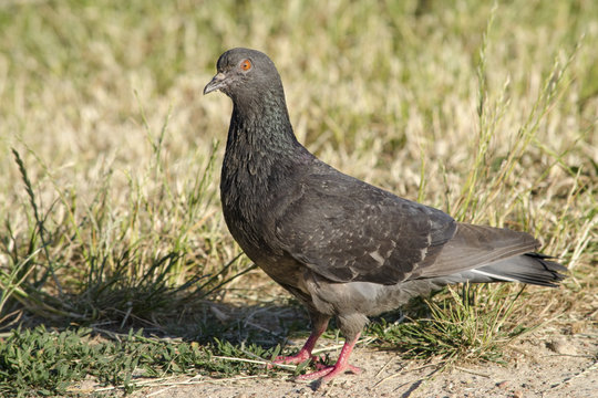 Pigeon - The Blue Rock Pigeon - Columba Livia