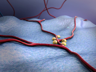 Beta cells on the pancreas surface, insulin and leukocytes inside the blood vessel