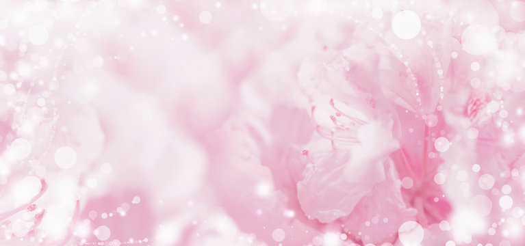 Fototapeta Beautiful  pink pastel floral romantic background with light and bokeh, banner
