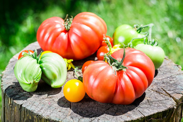 Ripe tomatoes in sunny day
