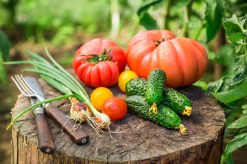 Homemade mix vegetables from greenhouse